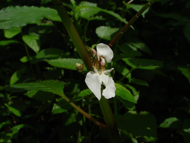 Impatiens burtonii cf--Cameroon. Mt. Cameroon. 5 Dec 03. 037.jpg