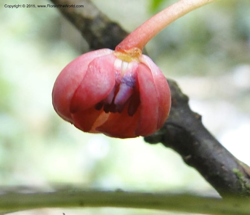Illicium, Regalado 1787--Viet Nam. Ban Khoang Commune. 4 May 2011. 278 (2).jpg