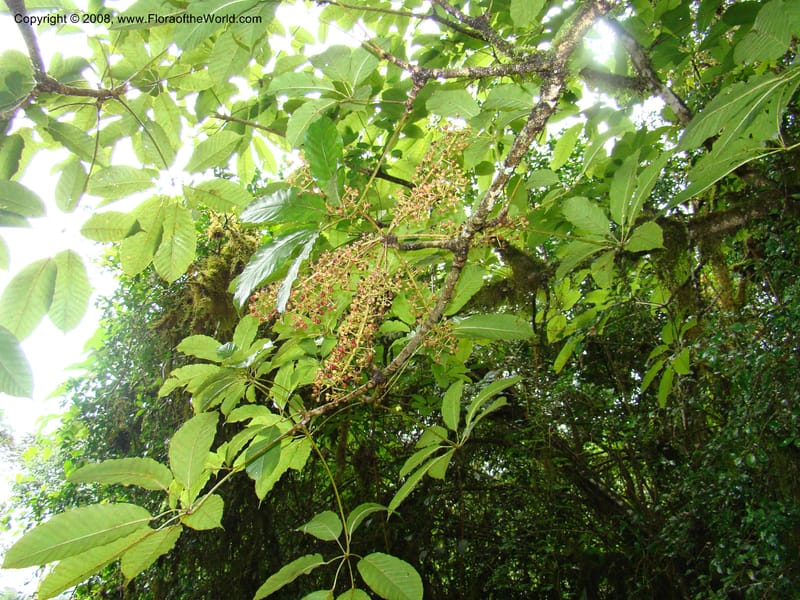 Schefflera stolzii, RGereau7021--Tanz. Mbeya Rural Distr. Ngozi Crater. 26 Jan 08. 188.jpg