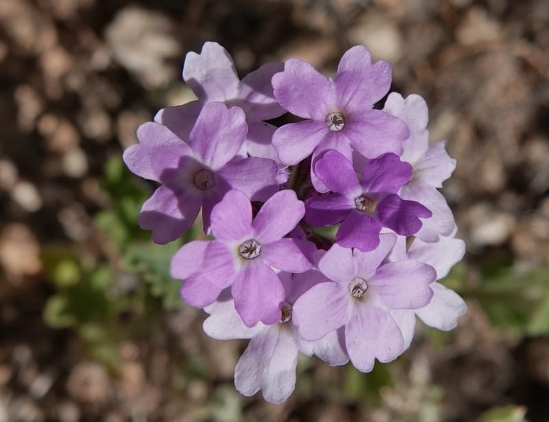 Glandularia gooddingii, C. Davidson 13980--AZ. Pima Co. Mt. Lemmon. Molino View Parking. 8 Apr 2019. DSC (203).JPG