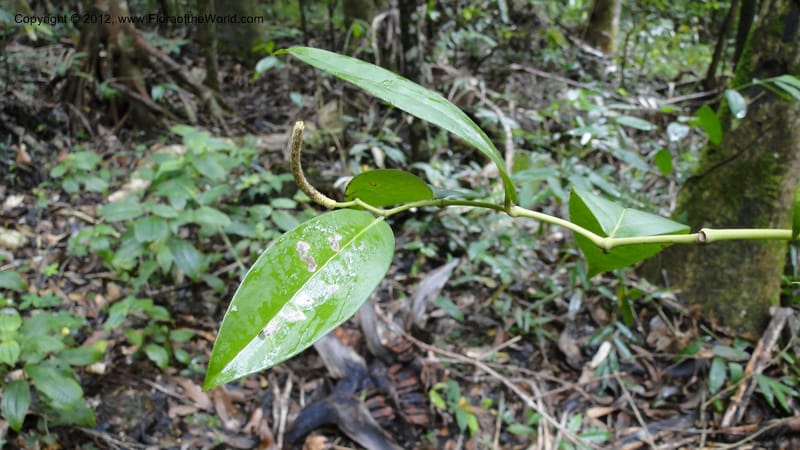 Piper pyrifolium, A. Ramahefaharivelo 163--Madagascar. Ambolotara. Ambodini, Vatovavy. 3 May 2010 112 (5).jpg