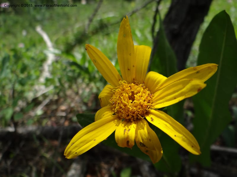 Wyethia, Mansfield, D 12-602--ID. Bear Lake Co. Mt. Sherman. 13 Jul 2012. DSC03473 (130).JPG