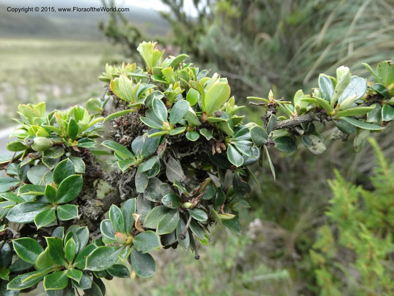 Berberis lutea, Ulloa, C 2493--Ecuador. Cotopaxi. 23 Apr 2015. DSC02466 (294).JPG