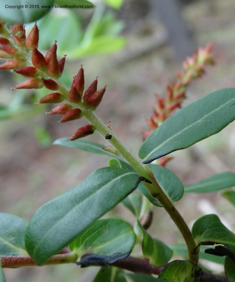 Salix, Boufford, D 43733--China. Sichuan. XinZhaZi Gou. 14 May 2014. DSC06426 (135).JPG
