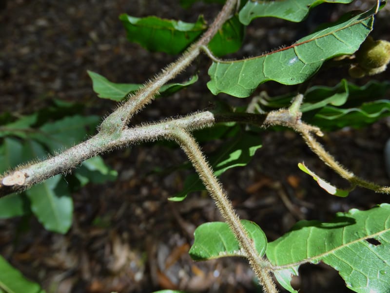 Alectryon hirsutus, Munzinger, J 7422--New Caledonia. Foret du Koghi. 13 Nov 2015. DSC02196 (73).JPG