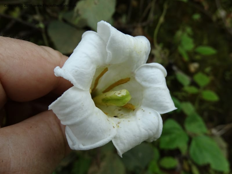 Euclinia longiflora, Davidson, C 12348--Cameroon. Ekondo Titi to Ekondo Nene. 21 Mar 2014. DSC02995 (40).JPG