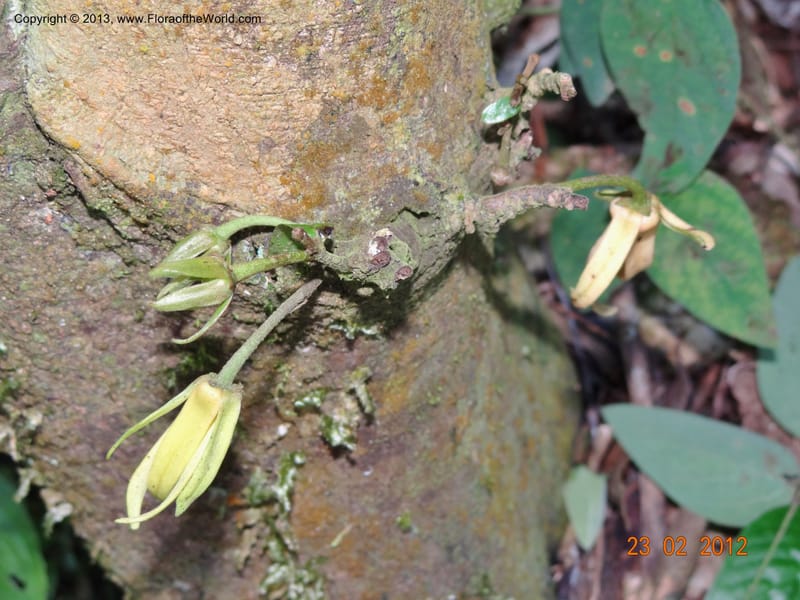 Xylopia sp. unk., Espinosa-Jimenez, J. A 1174--Mexico, Chiapas,Biosfera  El Ocote  23 Feb 2012  3938 (17).JPG