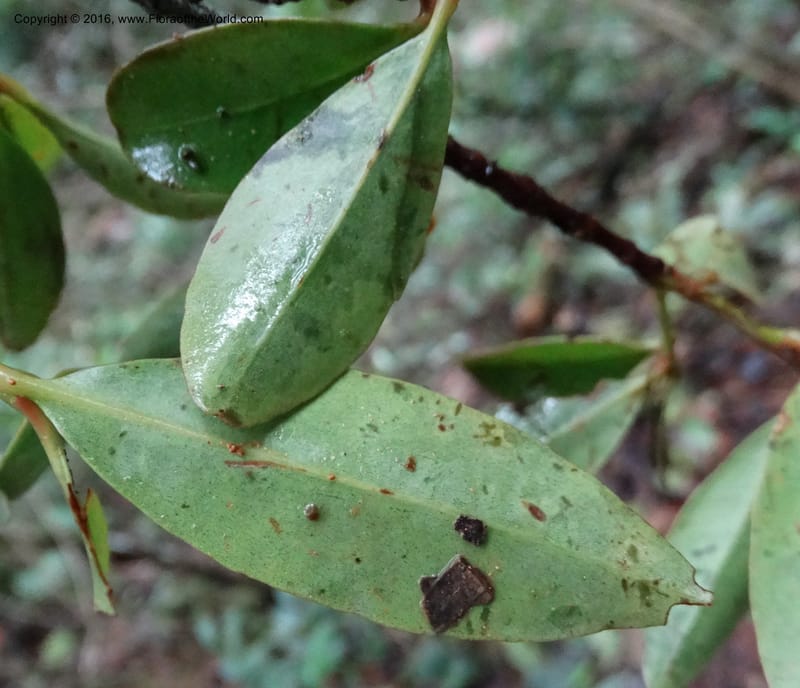 Austrobuxus, Davidson, C 12732--Sabah. Mt. Kinabalu. Bundu Tuhan Trail. 11 Oct 2014. DSC04133 (7).JPG
