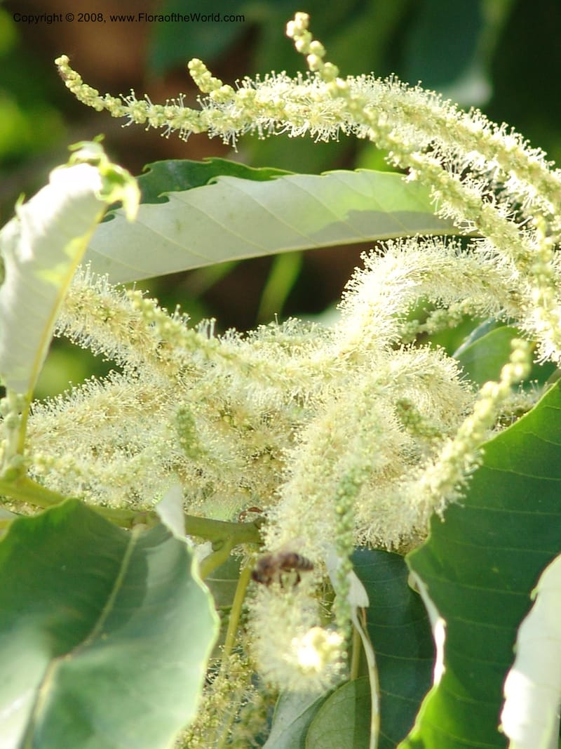 Slender cream catkins among toothed green leaves