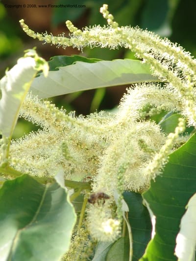 Slender cream catkins among toothed green leaves