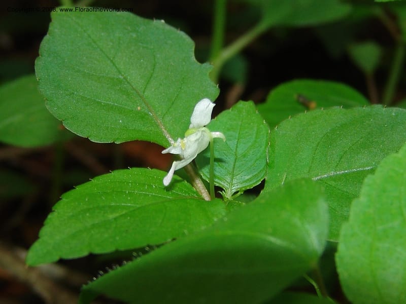 Impatiens, Z.Rogers842--Madag. Prov. Tuliar. Parc Nat. Zombitse.  13 Jan 06. 180.jpg