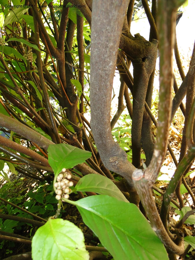 Maesa montana--Tasmania. Royal Tasmanian Botanical Garden. 2 Feb 2010. 3540 (2).JPG