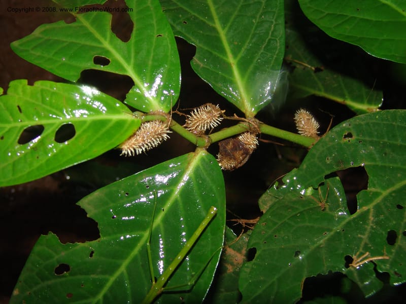 Piper longestylosum, AAraujoM1172--Bolivia. Pq. Nac. Madidi. Rio Tuichi, Rudidi Cr. 28 Nov 04. 090.jpg