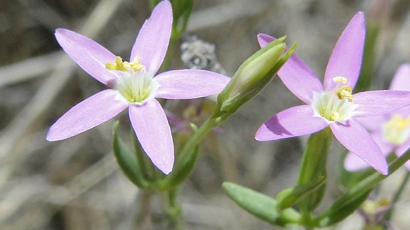 Centaurium, A. G. Miller 3.3--Iraq. Kurdistan. Zaynal, NW of Mawat. 16 June 2010. 119 (5).jpg