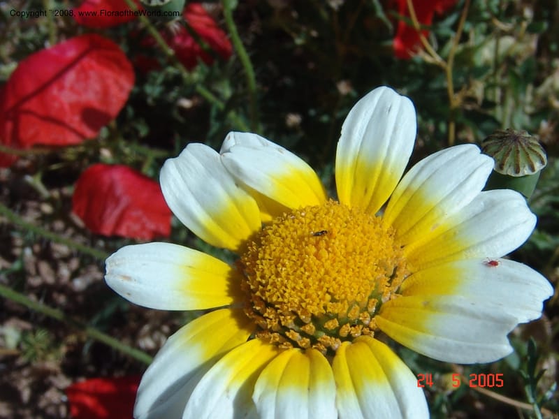 Glebionis (Chrysanthemum) coronaria v. discolor--Crete. Ep. Apokoronos. Aptera. 23 May 05. 020.jpg