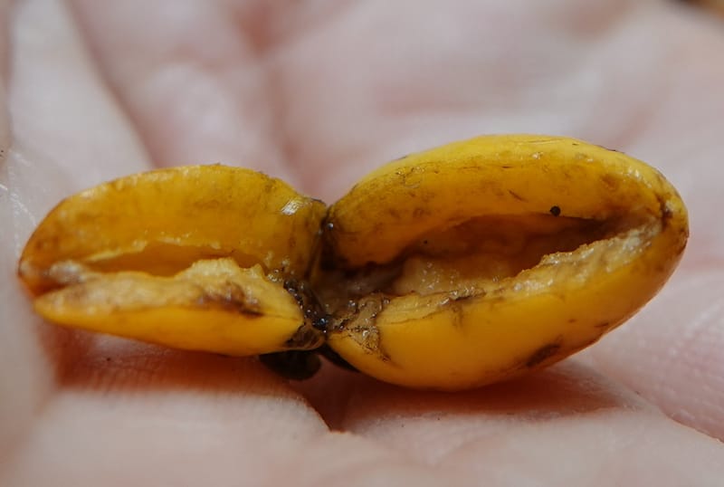 Horsfieldia prainii, D. Boufford 44155--China. Yunnan. Bam Po village. 5 May 2018. DSC02406 (106).JPG