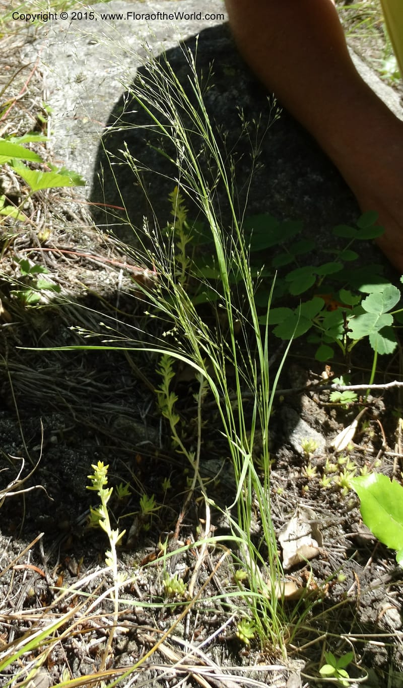 Agrostis scabra, Davidson, C 12566--Idaho. Valley Co. Payette Lake. Sylvan Beach. 12 Jul 2014. DSC09429 (248).JPG