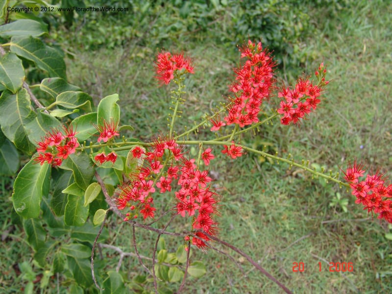 Combretum coccineum, Rogers, Z 909-Madagascar, 20 Jan 2006 026 (3).jpg