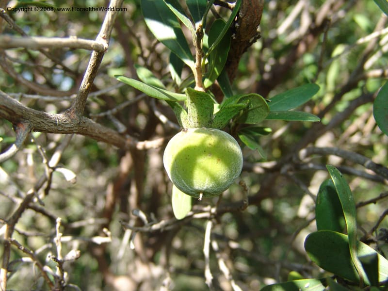 Diospyros dichrophylla--So.Africa. E. Cape. Moonstone Farm, Quanti Area, Stut. 8 Mch 05. 027.jpg