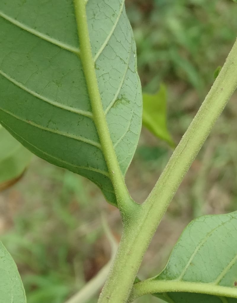 Alectryon, Munzinger, J 7386--Fiji. Along Hibiscus Hwy. 7 Nov 2015. DSC00180 (57).JPG