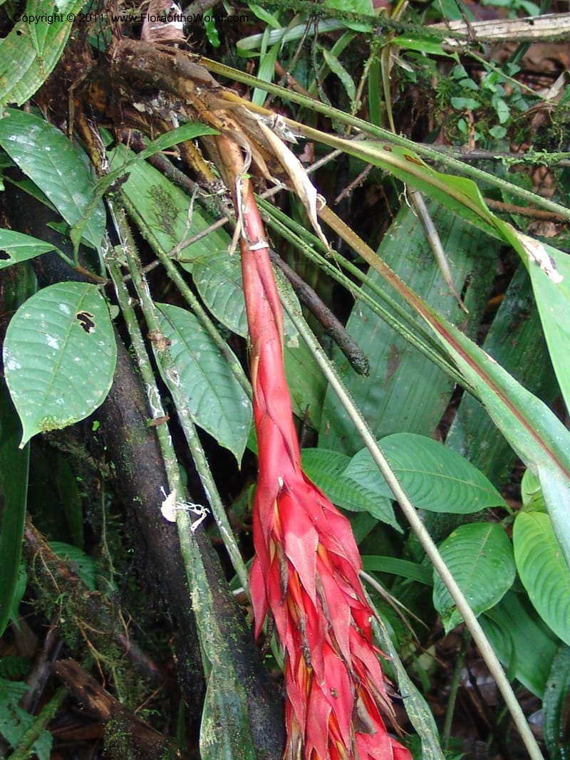 Pitcairnia ferrell-ingramiae, Croat95131--Ecuador. Esmeraldas. Alto Tambo. 21 Feb 05. 249 (5).jpg