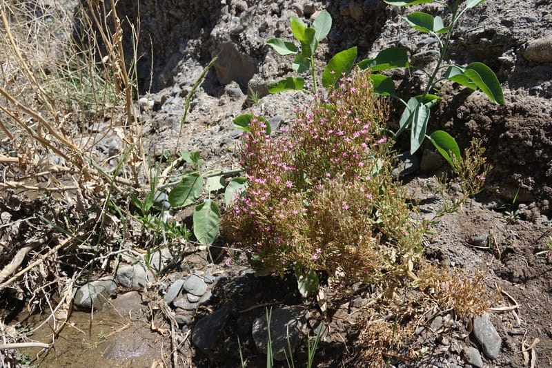 Centaurium pulchellum, Fortunato 13214--Argentina. Pedernal, Hwy 153. 10 Feb 2018. DSC00169 (60).JPG