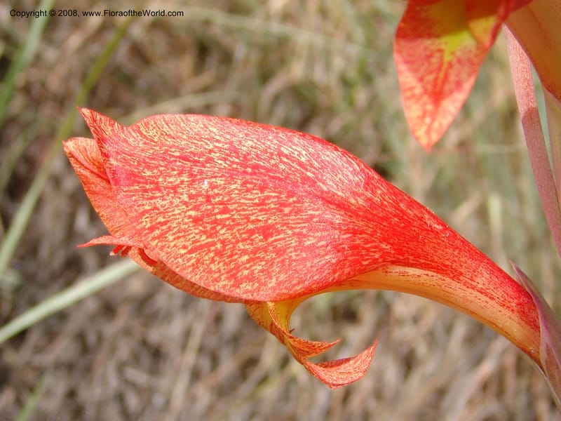 Gladiolus dalenii--So.Africa. E. Cape. R58 SE of Lady Grey. 10 Mch 05. 069.jpg