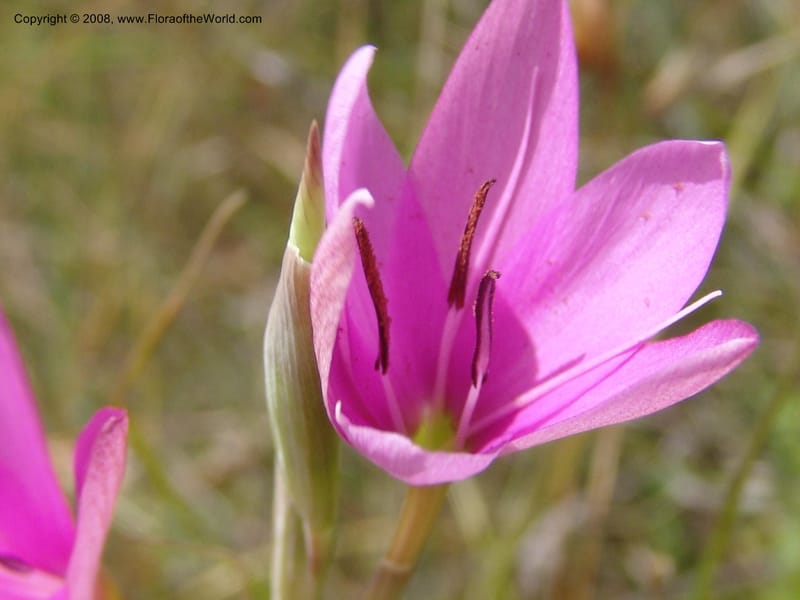 Hesperantha--So.Africa. E. Cape. R58 SE of Barkly East. 10 Mch 05. 157.jpg