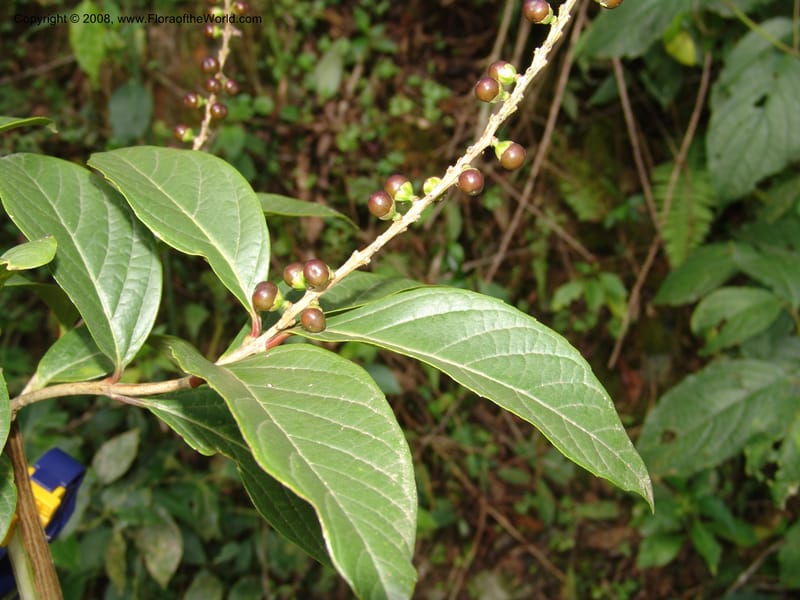 Citharexylum laurifolium, RVasquez33100--Peru. Cusco. Calca. Lares. Manto. 1 Nov 07. 090.jpg