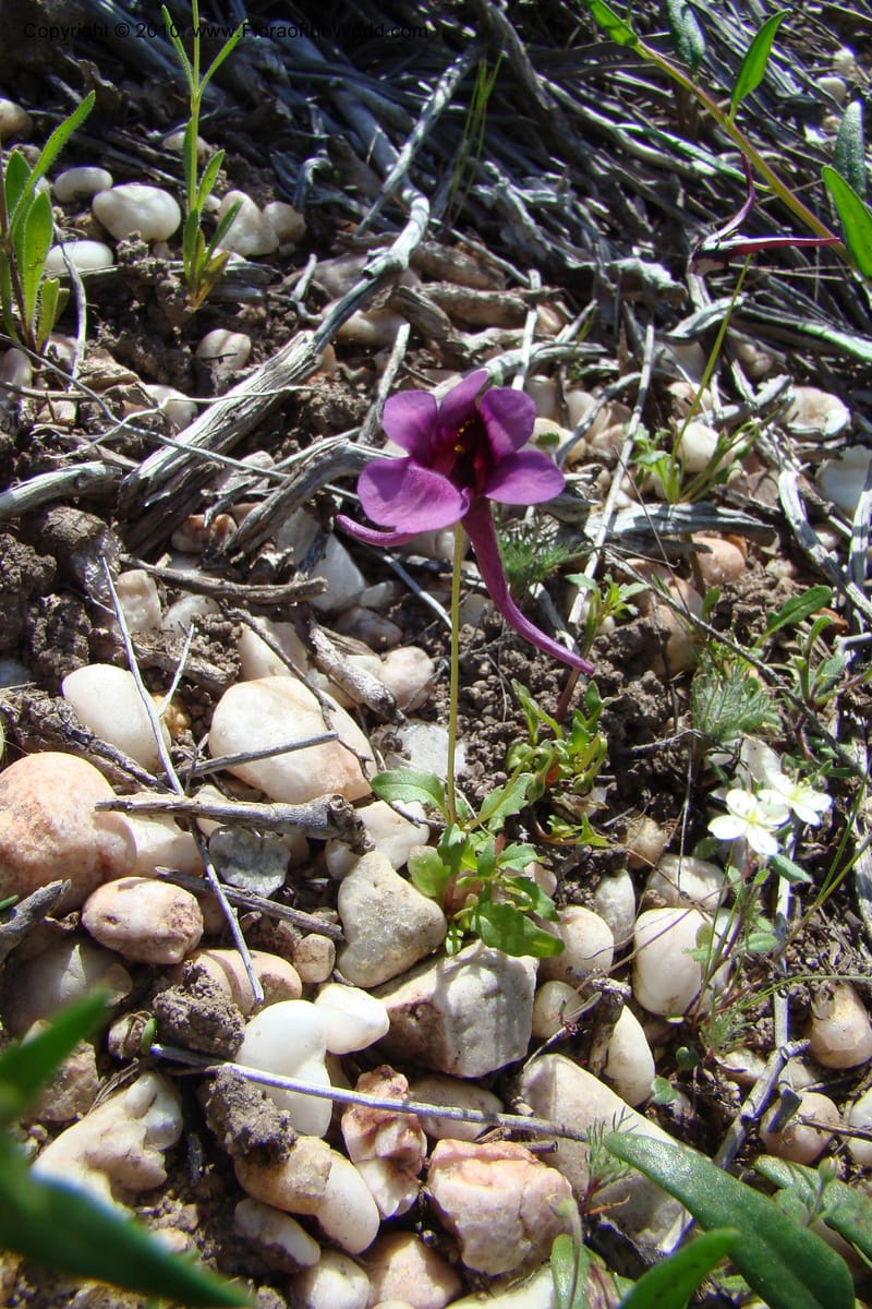 Diascia, C. Davidson 11561--South Africa. Northern Cape. Papkuilsfontein. 26 Aug 09. 209 (1).jpg