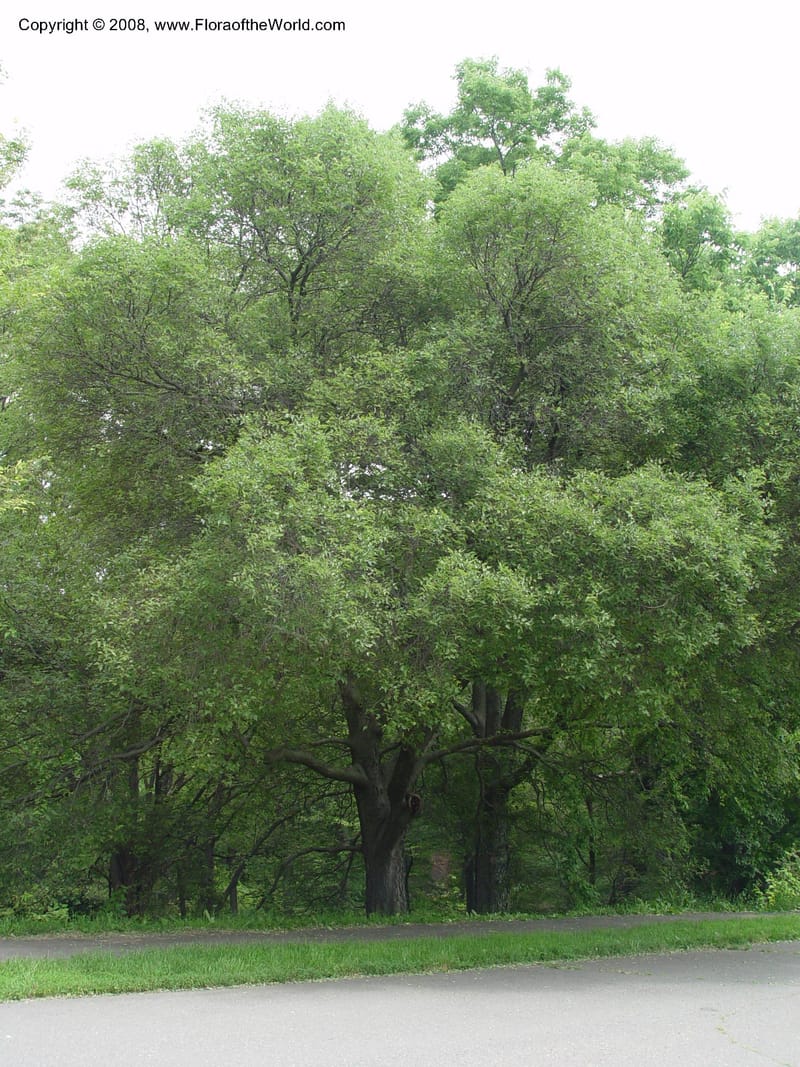 Celtis douglasii--MA. Arnold Arboretum. 30 Jun 03. 081.jpg