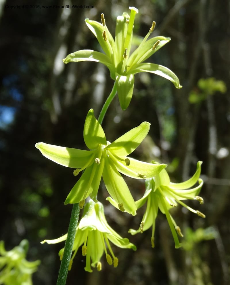 Clintonia borealis, Davidson, C 13070--North Carolina. Trans. Co. Devils Courthhouse. 21 May 2015. DSC07059 (23).JPG