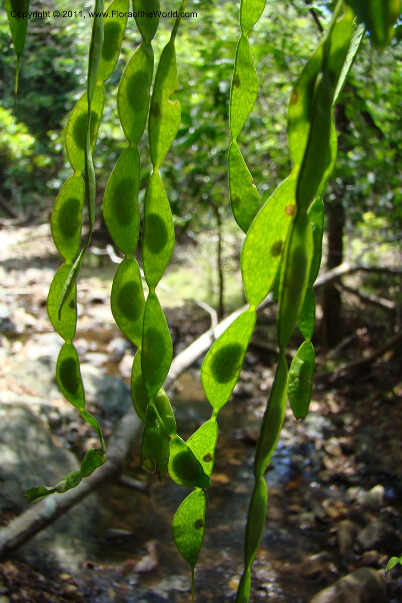 Arthroclianthus, M. Callmander 764--New Caledonia. Upper Tene River Valley. 19 Jan 2010. 377 (44).jpg
