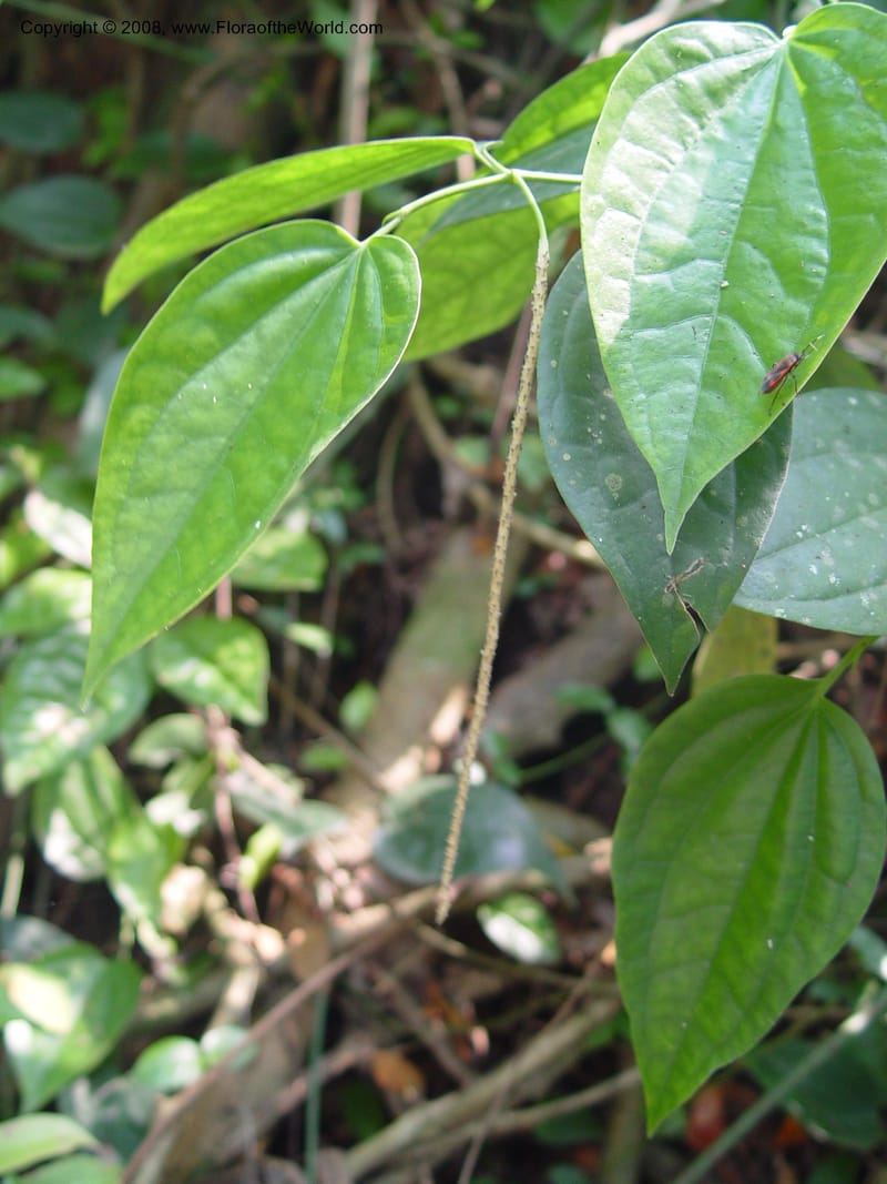 Piper guineense--Ghana. Aburi Botanic Garden. 11 Dec 03. 349.jpg