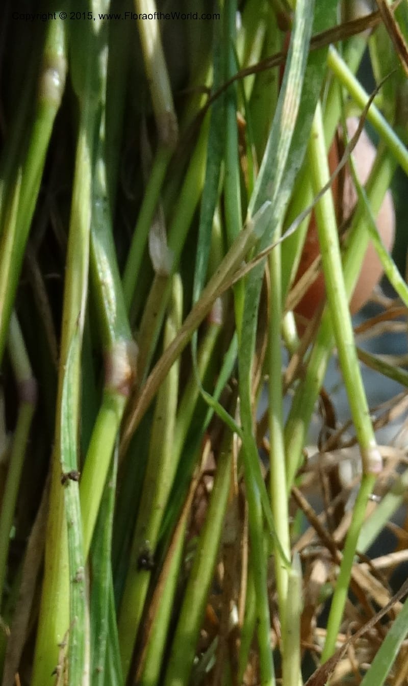 Alopecurus aequalis, Davidson, C 12610--Idaho. Valley Co. Payette Lake. Sylvan Cr. 20 Jul 2014. DSC00669 (112).JPG