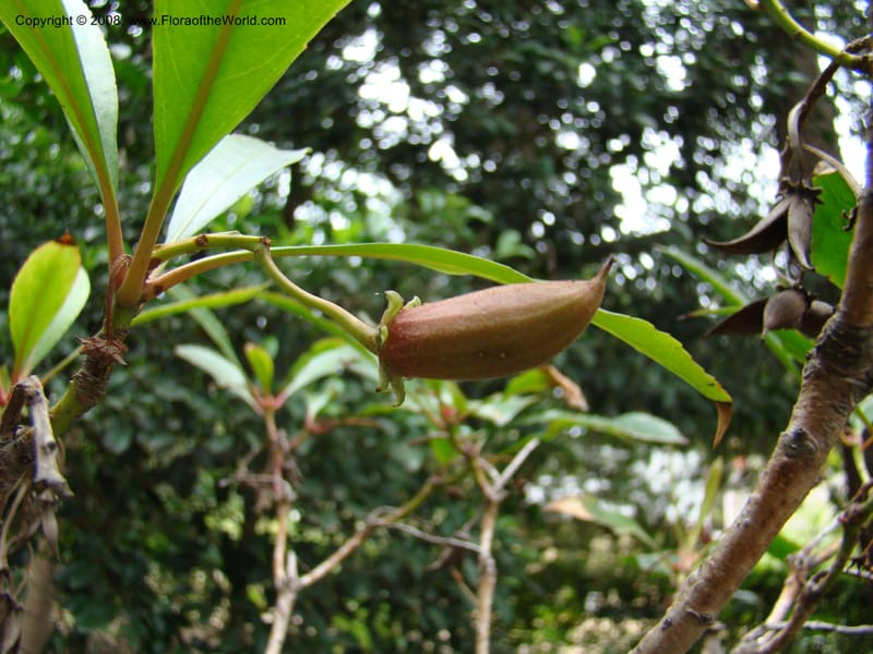 Anopterus macleayanus--Australia. Royal Botanic Garden, Melbourne. 19-20 Mch 08. 359.jpg