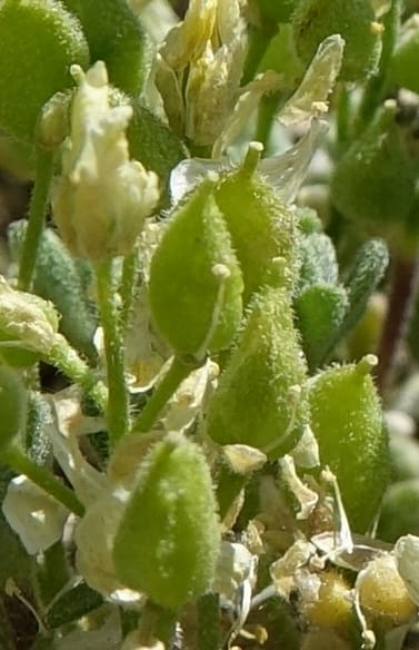 Draba argyraea, C. Davidson 13711--ID. Boise Co. Scott Mtn. L.O. rd. 15 July 2017. DSC03279 (86).JPG
