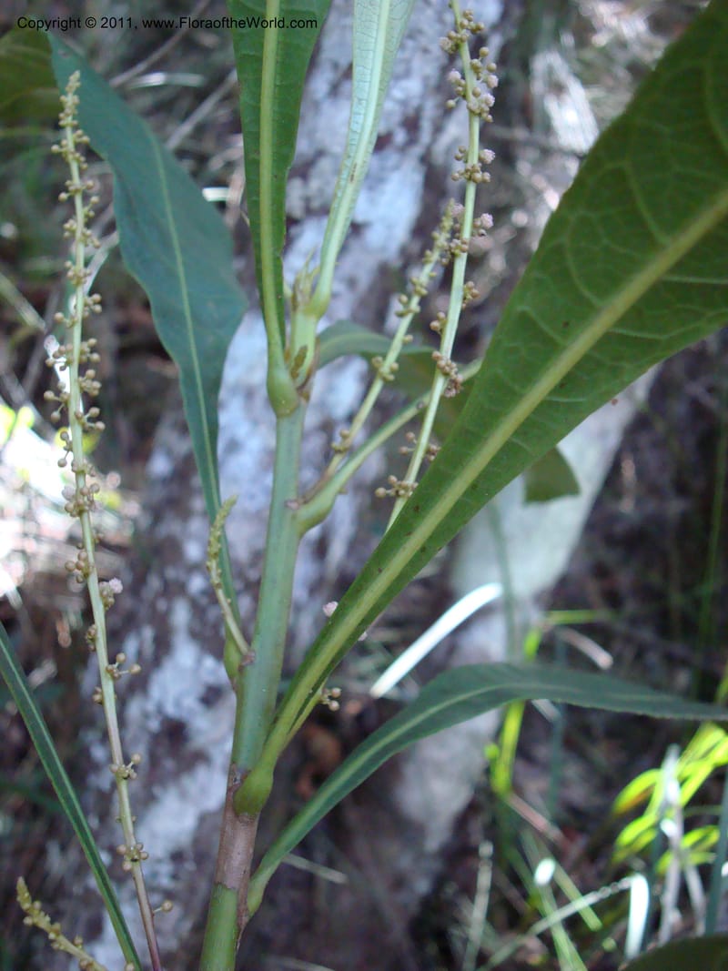 Cleidion, Munzinger, J 4654--New Caledonia, Province du Sud, Dumbea barrage 11 Nov 2007  (6).jpg