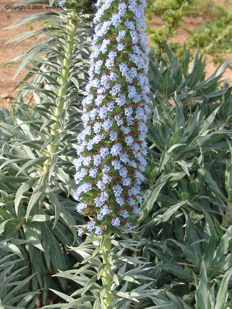Echium webbii--Spain. Almeria. Cabo de Gata. Jard. Bot. El Abardinal. 23 Apr 05. 006.jpg