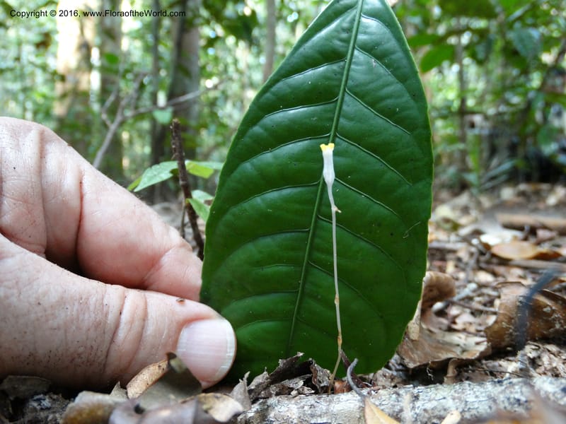 Gymnosiphon, Davidson, C 12890--Sabah. Sapa Paya For. Res. 23 Mar 2015. DSC00001 (194).JPG