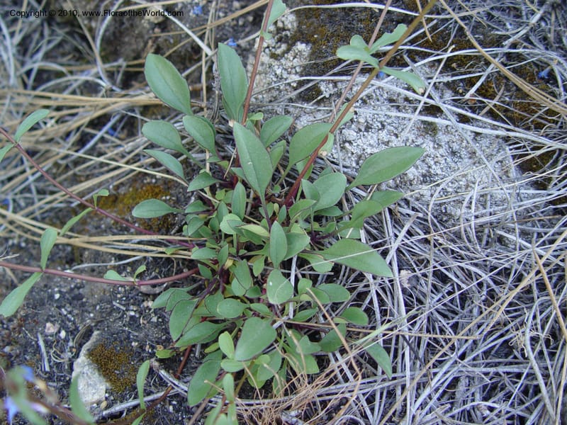 Penstemon albertinus--ID. Idaho Co. Salmon R. Polly Bemis Ranch. 7 May 04. 088 (8).jpg