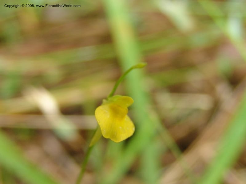 Utricularia andongensis, GWalters1643--Gabon. Prv. Estuaire. Mondah For. 16 Apr 06. 054.jpg