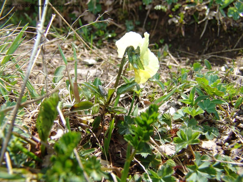 Viola oreades--Georgia. Vic. of Tskhrats'karo Pass. 7 Jun 05. 022.jpg