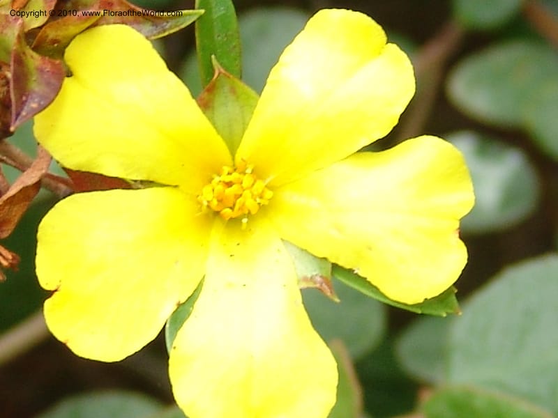 Hibbertia cuneiformis, s.n.--CA. San Francisco Arboretum. 9 Aug 07. 483.jpg