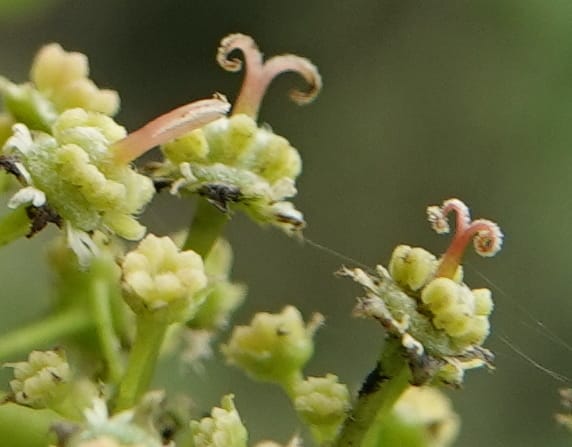 Acer davidii, D. Boufford 44097--China. Yunnan. Ci Wu Duan Rd. Stop 2. 29 Apr 2018. DSC00344 (130).JPG