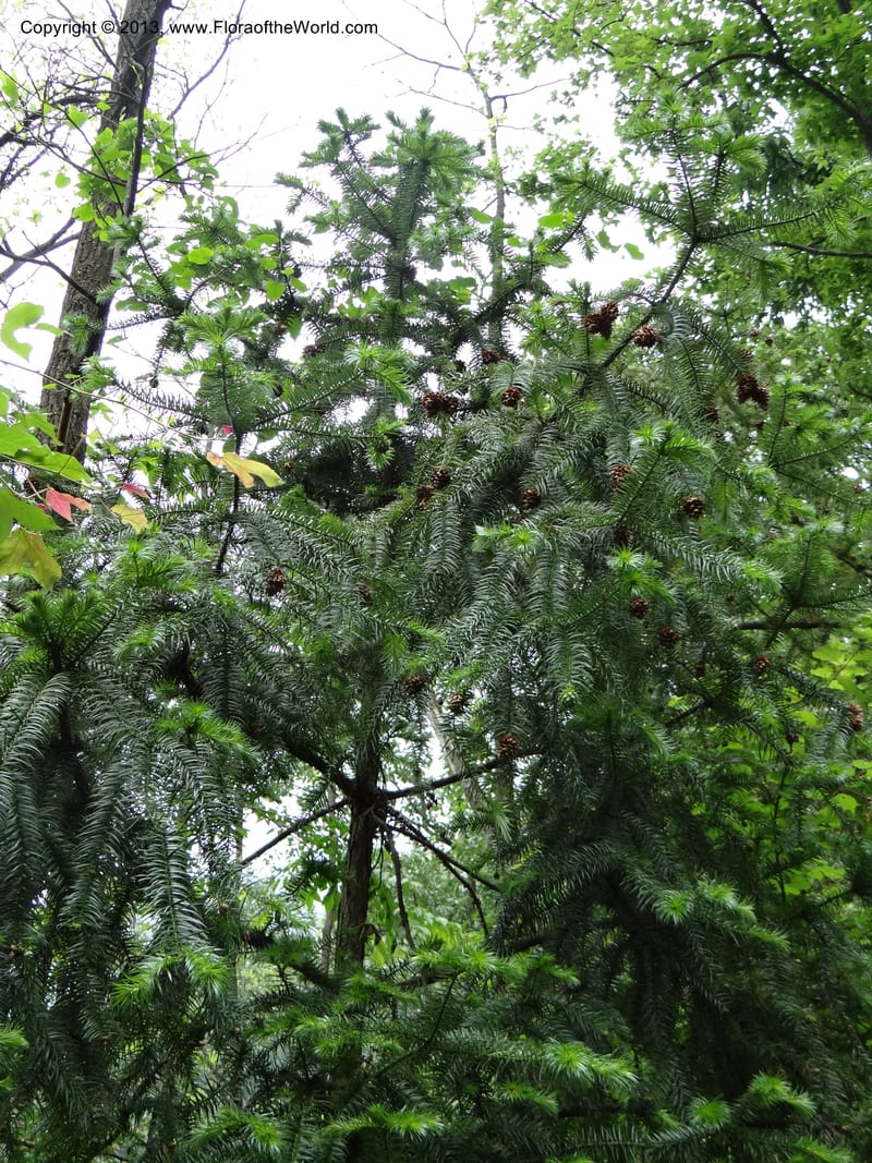 Cunninghamia lanceolata, Davidson, C 11976--China. Zhejiang Prov. Tian Mu Shan. 1 Jun 2012. DSC01264 (192).JPG
