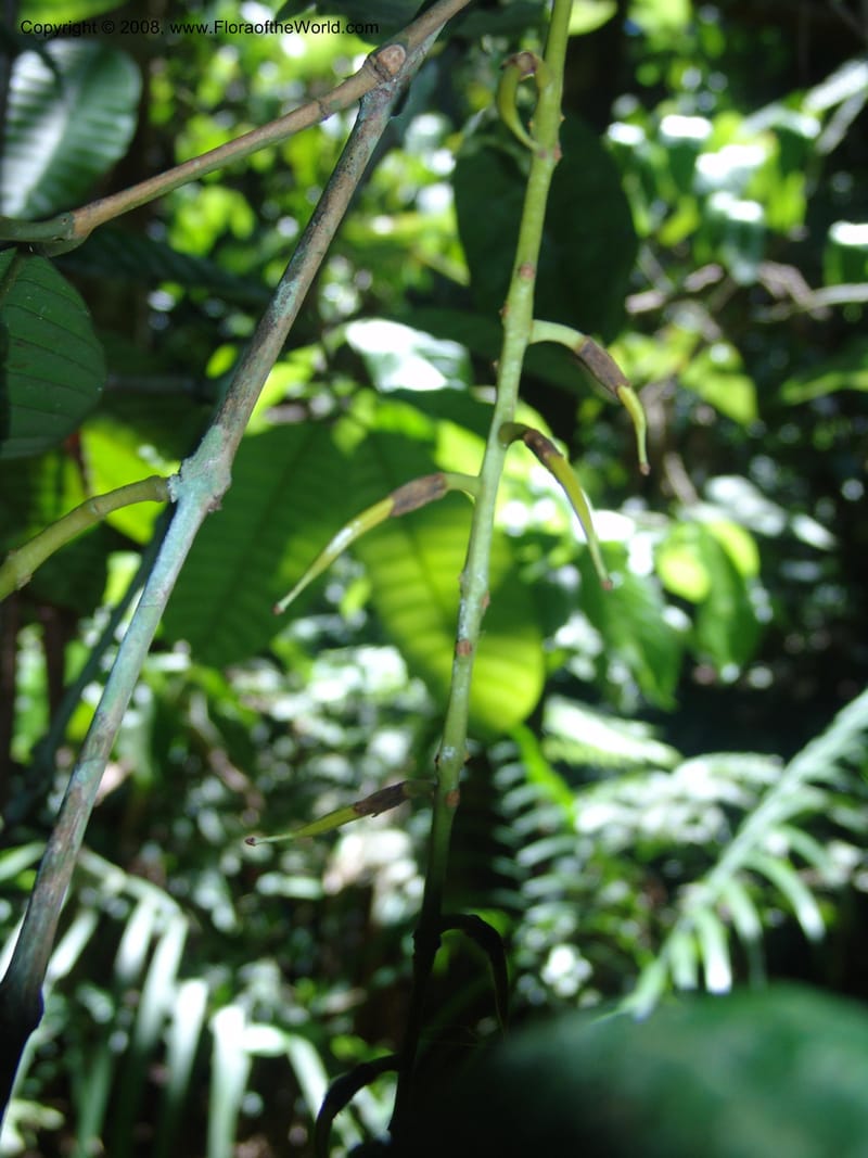 Marila laxiflora, AAraujoM1248--Bolivia. Pq. Nac. Madidi. Chalalan, Send. Anta. 30 Nov 04. 223.jpg
