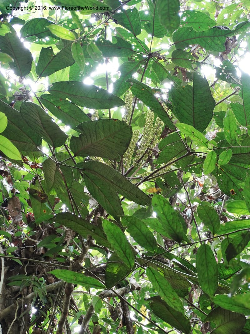 Schefflera, Davidson, C 12674--Sabah. Danum Valley. 4 Oct 2014. DSC01741 (191).JPG