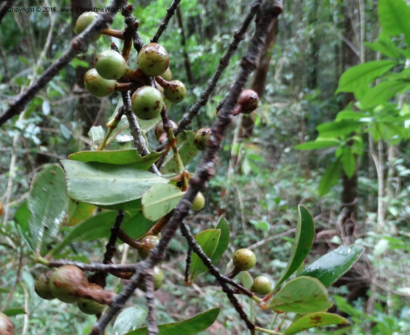 Austrobuxus, Davidson, C 12732--Sabah. Mt. Kinabalu. Bundu Tuhan Trail. 11 Oct 2014. DSC04133 (3).JPG