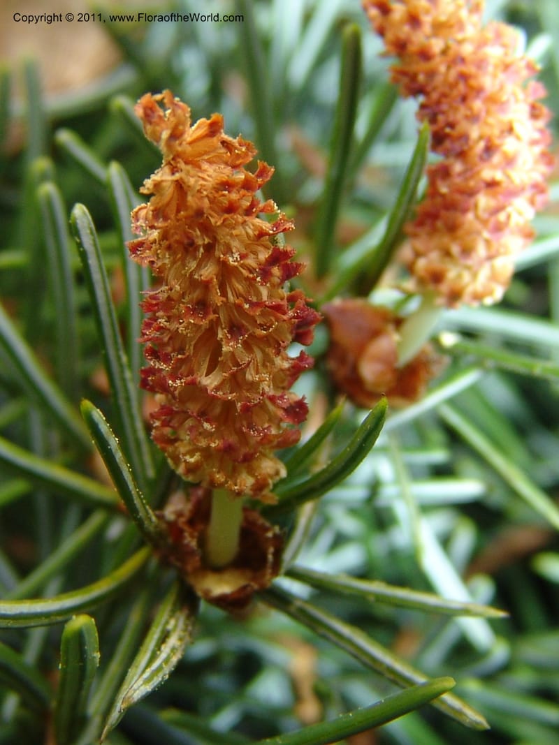 Picea omorika--France. Paris. Jardin des Plantes. 28 Apr 05. 125.jpg